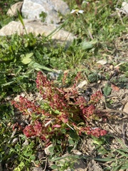 Rumex bucephalophorus aegaeus