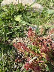 Rumex bucephalophorus aegaeus