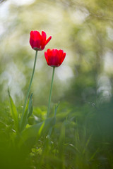 Tulipa gesneriana