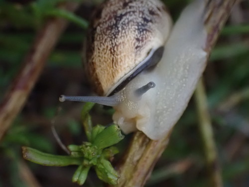 Chocolate-band Snail