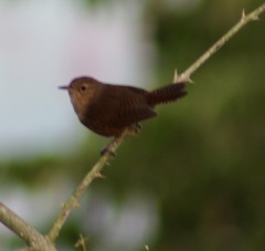 Troglodytes aedon