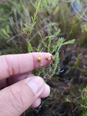 Marasmodes polycephala