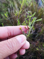 Marasmodes polycephala