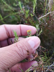 Marasmodes polycephala