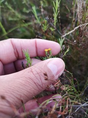 Marasmodes polycephala