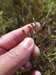 Marasmodes polycephala