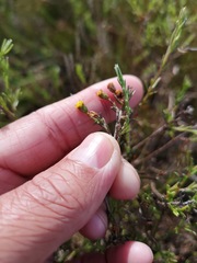 Marasmodes polycephala