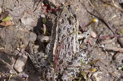 Lithobates montezumae