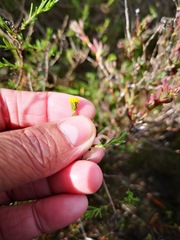 Marasmodes polycephala