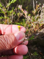 Marasmodes polycephala