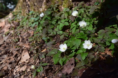 Anemonoides lancifolia