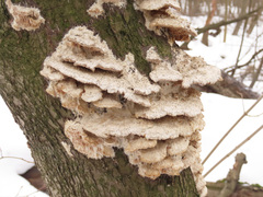 Metuloidea murashkinskyi