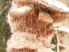 Metuloidea murashkinskyi