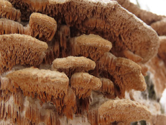 Metuloidea murashkinskyi