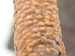 Peniophora laeta