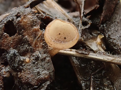 Ciboria amentacea