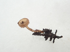 Ciboria amentacea