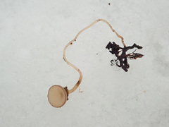 Ciboria amentacea