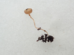 Ciboria amentacea