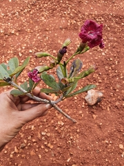 Tabebuia crispiflora