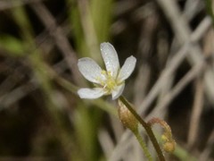 Drosera nana