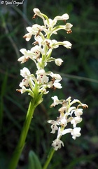 Anacamptis israelitica