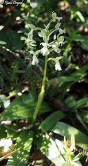 Anacamptis israelitica