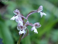 Anacamptis israelitica