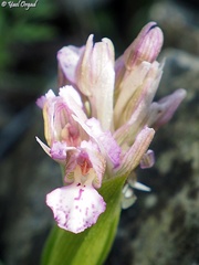 Anacamptis × feinbruniae