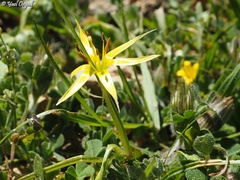 Gagea commutata