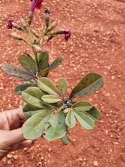 Tabebuia crispiflora