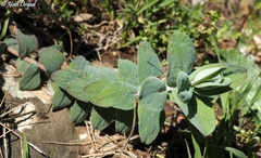 Hypericum lanuginosum