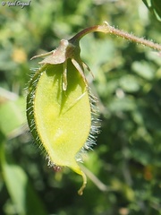Lathyrus blepharicarpos
