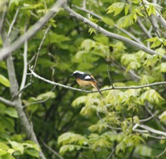 Phoenicurus auroreus