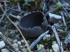 Marcelleina atroviolacea