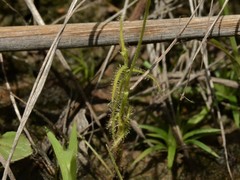 Drosera nana