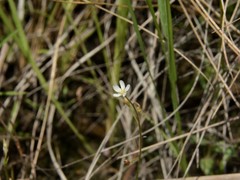 Drosera nana