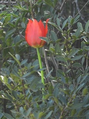 Tulipa agenensis