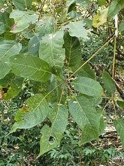 Ekmanianthe longiflora