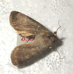 Euxoa birivia