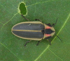 Pyractomena angulata