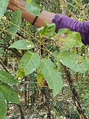 Ekmanianthe longiflora