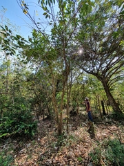 Ekmanianthe longiflora