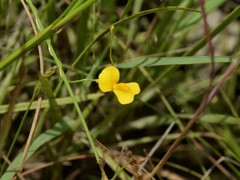 Utricularia involvens