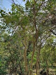 Ekmanianthe longiflora