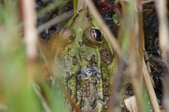 Lithobates montezumae