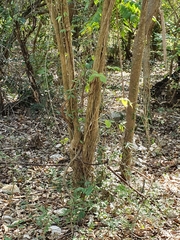 Ekmanianthe longiflora