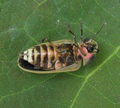 Pyractomena angulata