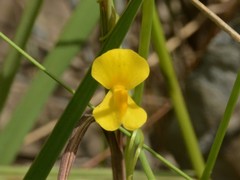 Utricularia involvens