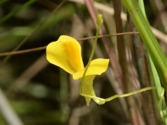 Utricularia involvens